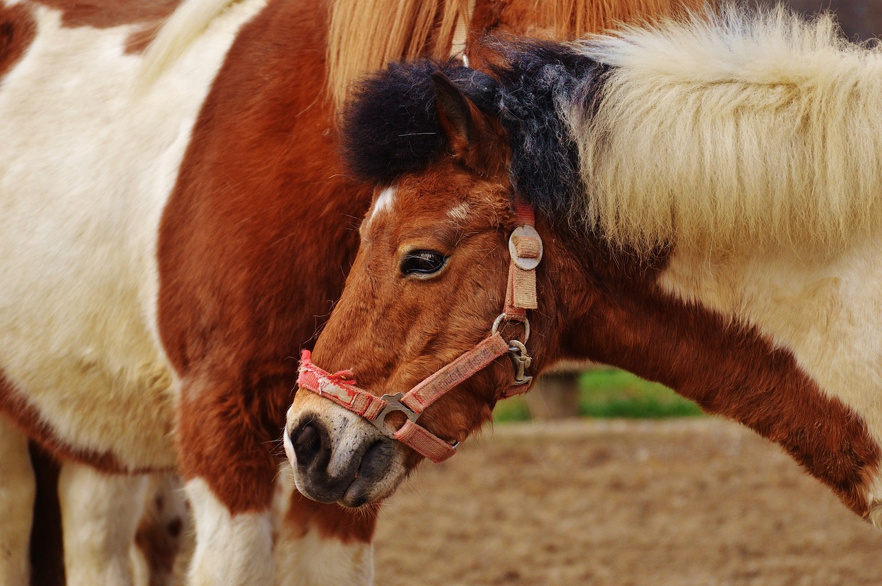 The Philosophy of Science in Vet Medicine